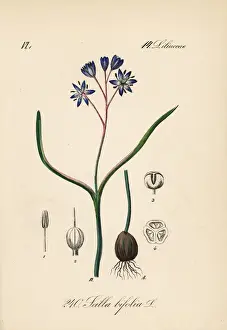 Squill Prints: Alpine squill, Scilla bifolia