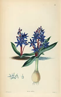 Lindley Gallery: Alpine squill or two-leaf squill, Scilla bifolia