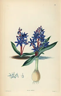 Shrubbery Gallery: Alpine squill or two-leaf squill, Scilla bifolia