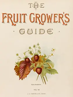 Strawberries Prints: Alpine Strawberries