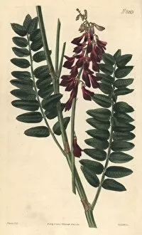 Alpinum Gallery: Alpine sweetvetch, Hedysarum alpinum