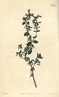 Alpinus Gallery: Alpine thyme, Thymus alpinus