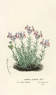 Alpina Gallery: Alpine toadflax, Linaria alpina