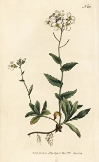 Arabis Collection: Alpine wall-cress, Arabis alpina