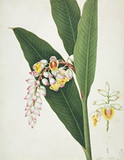 Alpinia Gallery: Alpinia zerumbet, shell ginger