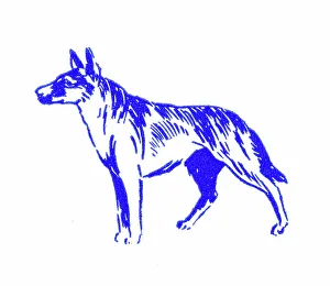 Alsatian Prints: Alsatian dog - 1950s printer's block