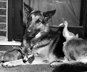 Alsatian dog, fox cub and duckling