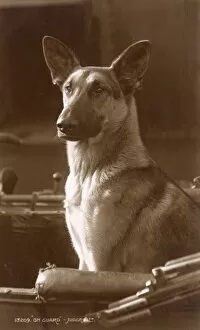 Images Dated 14th February 2011: Alsatian dog on guard in a carriage