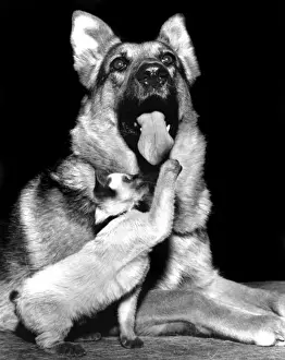 Alsatian dog and kitten
