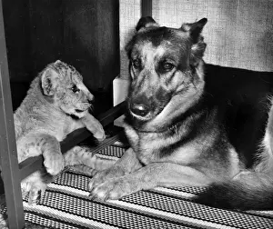 Alsatian Prints: Alsatian dog and lion cub