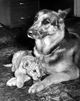 Alsatian dog and Lion cub