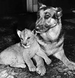 Alsatian dog and lion cub