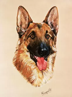 Ears Collection: Alsatian dog - portrait painting
