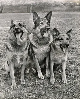 Alsatian Prints: Three Alsatian dogs Date: 1950s