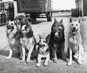 Alsatian Prints: Five Alsatian dogs Date: 1950s