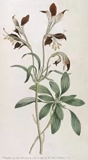 Alstroemeria Collection: Alstroemeria Ligtu