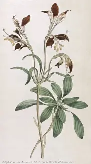 Alstroemeria Ligtu