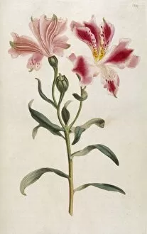 Alstroemeria Collection: Alstroemeria Pelegrina