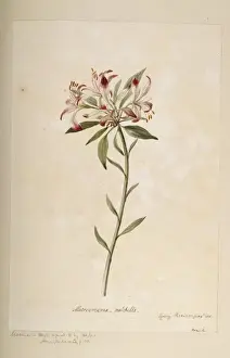 Psittaciformes Prints: Alstroemeria pulchella, parrot lily