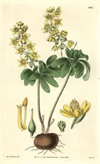 Altaic leontice, Leontice altaica or Gymnospermium altaicum