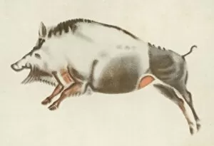 Art Works Collection: Altamira Boar Painting