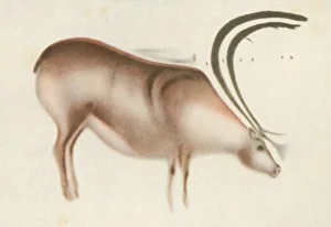 Altamira Gallery: Altamira Deer Painting