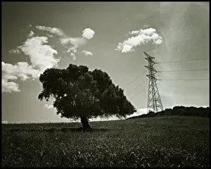 Images Dated 30th August 2016: Alternative tree and pylon landscape, Spain
