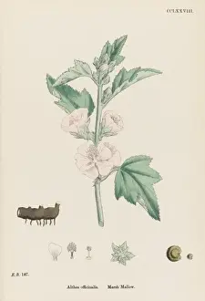 Althaea Officinalis