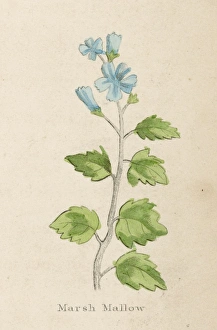 Althaea Gallery: Althaea Officinalis