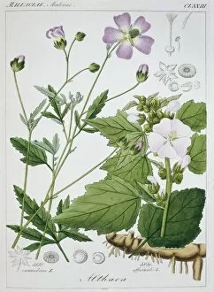 Malvales Collection: Althaea officinalis, marsh mallow plant
