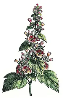 Mallow Prints: Althaea officinalis, marshmallow, marsh mallow, or common ma