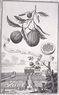 Altri frutti della Bizzaria