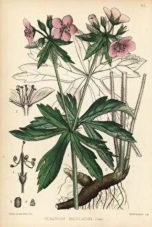 Maculatum Gallery: Alum root or wild cranesbill, Geranium maculatum