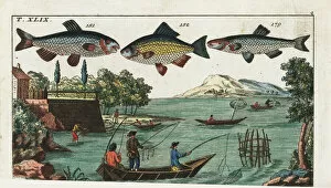 Encyclopedia Collection: Alver, nase, Prussian carp, and fishing