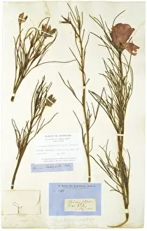 Alyogyne hakeafolia (Giord) Alefeld, hibiscus
