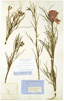 1773 1858 Prints: Alyogyne hakeafolia (Giord) Alefeld, hibiscus