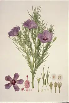 Alyogyne hakeifolia
