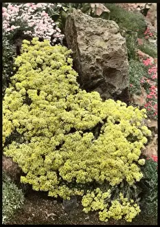 Borders Prints: Alyssum Saxatile Citrinum