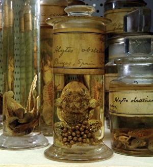 Anura Gallery: Alytes obstetricans, midwife toad