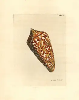Conus Prints: Amadis cone variety, Conus amadis