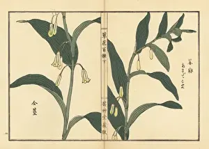 Gardenflower Prints: Amadokoro or Solomons seal, Polygonatum odoratum