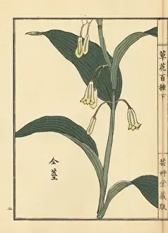 Amadokoro or Solomons seal, Polygonatum odoratum