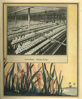 Amalgamated Cotton Mills Trust Ltd, 1920