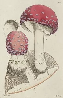 Funghi Collection: Amanita Muscaria