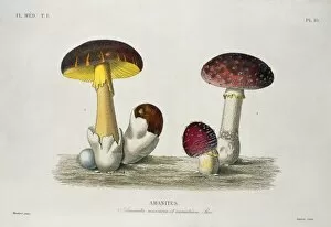 Agaricomycetes Gallery: Amanita sp. amanita mushrooms
