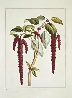 Amaranthaceae Gallery: Amaranthus caudatus, love-lies-bleeding