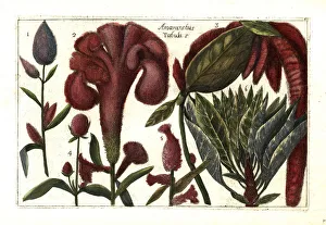 Amaranth Gallery: Amaranthus species