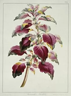 Amaranthus Gallery: Amaranthus tricolor, Josephs coat