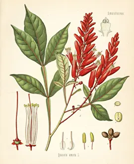 Amargo, bitter-ash or bitter-wood, Quassia amara
