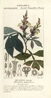 Amargo Collection: Amargo, Quassia amara